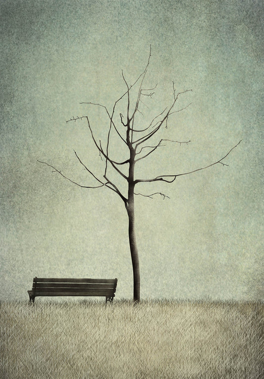 Under the cherry tree -Winter - Art print